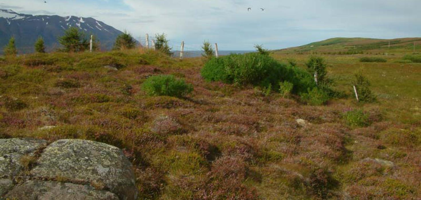 Lúpína í beitilyngsmóa í Hrísey