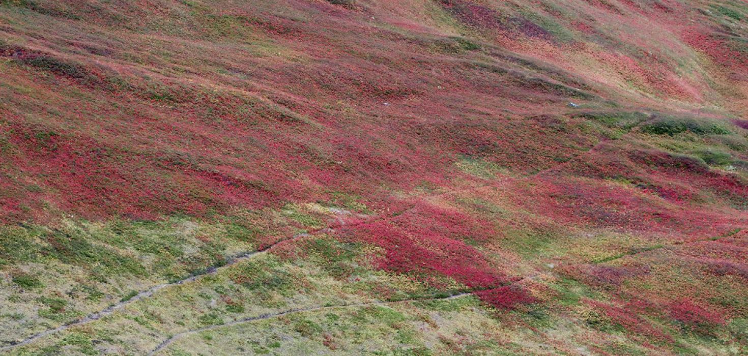 Haustlitir á Brattahrygg, á skaganum milli Úthéraðs og Vopnafjarðar.