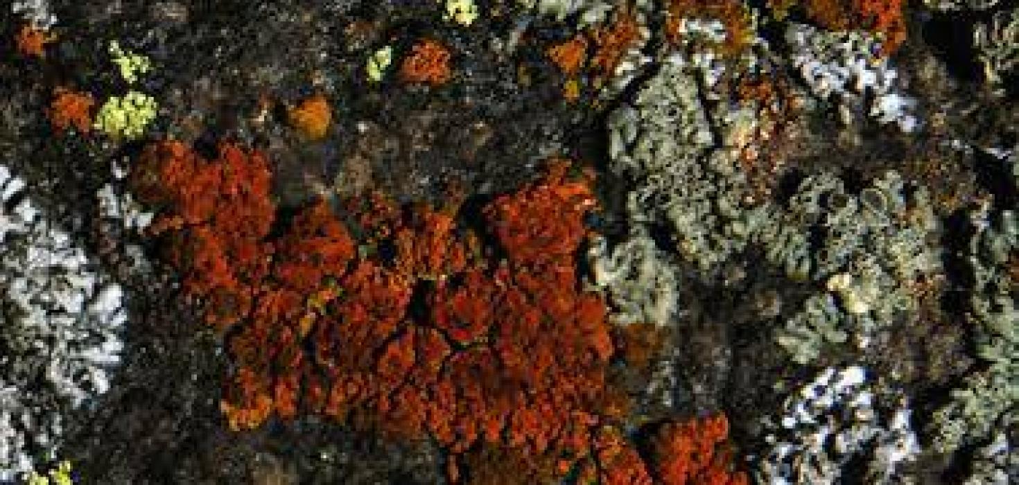 Kápa bókarinnar „Íslenskar fléttur“