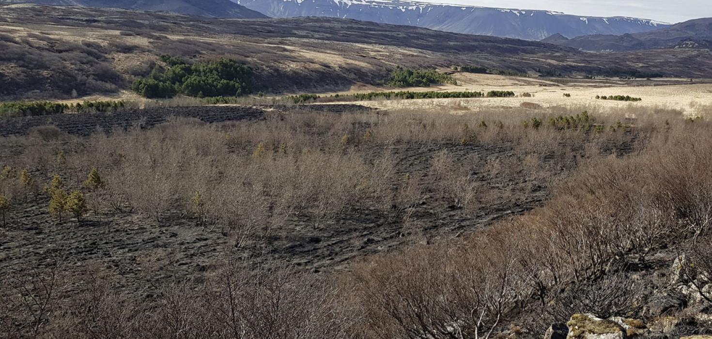 Gróðurskemmdir í Heiðmörk eftir bruna 4. maí 2021