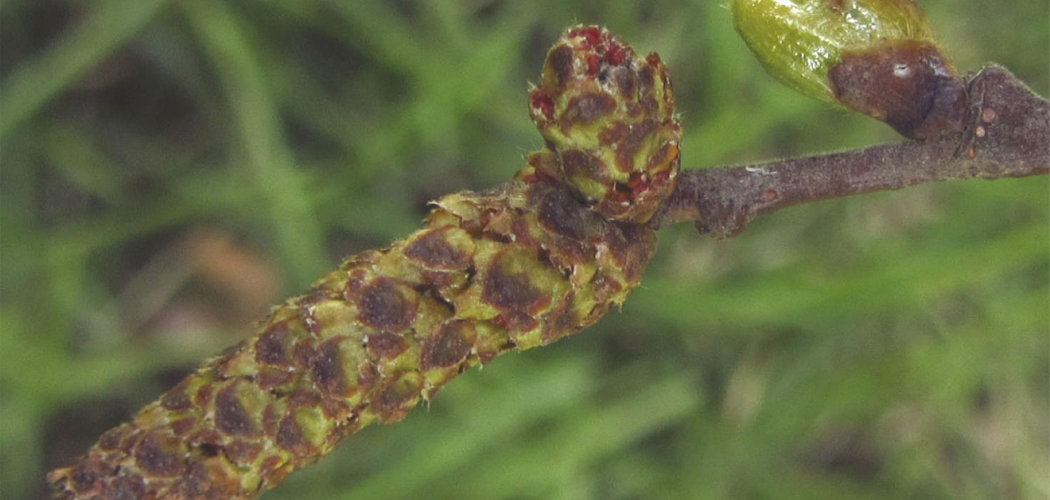 Lokaður birkirekill