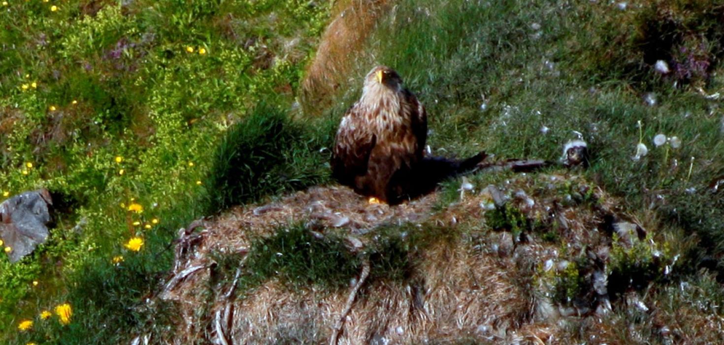 Haförn. Assa með unga.