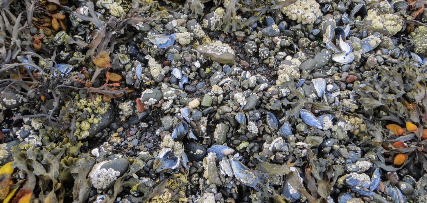 Kræklinga- og sölvaóseyrar