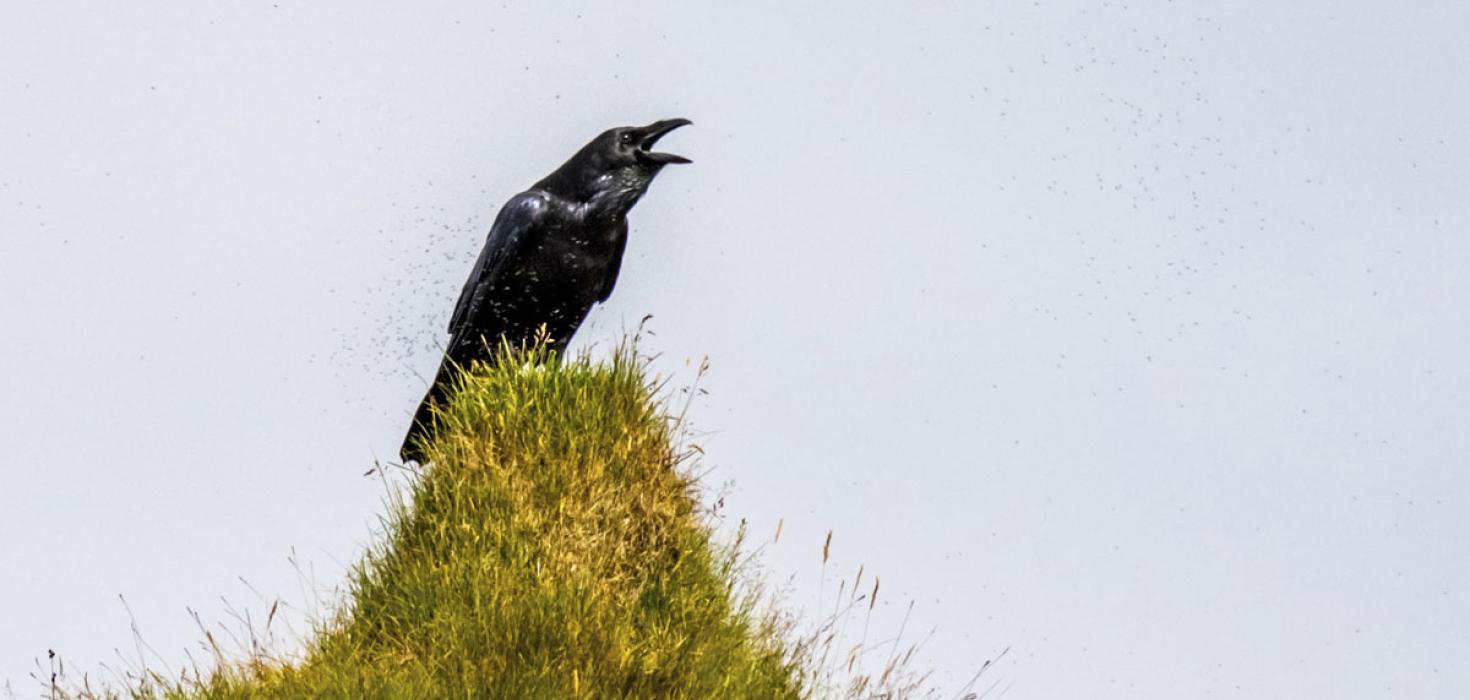 Hrafn (Corvus corax)