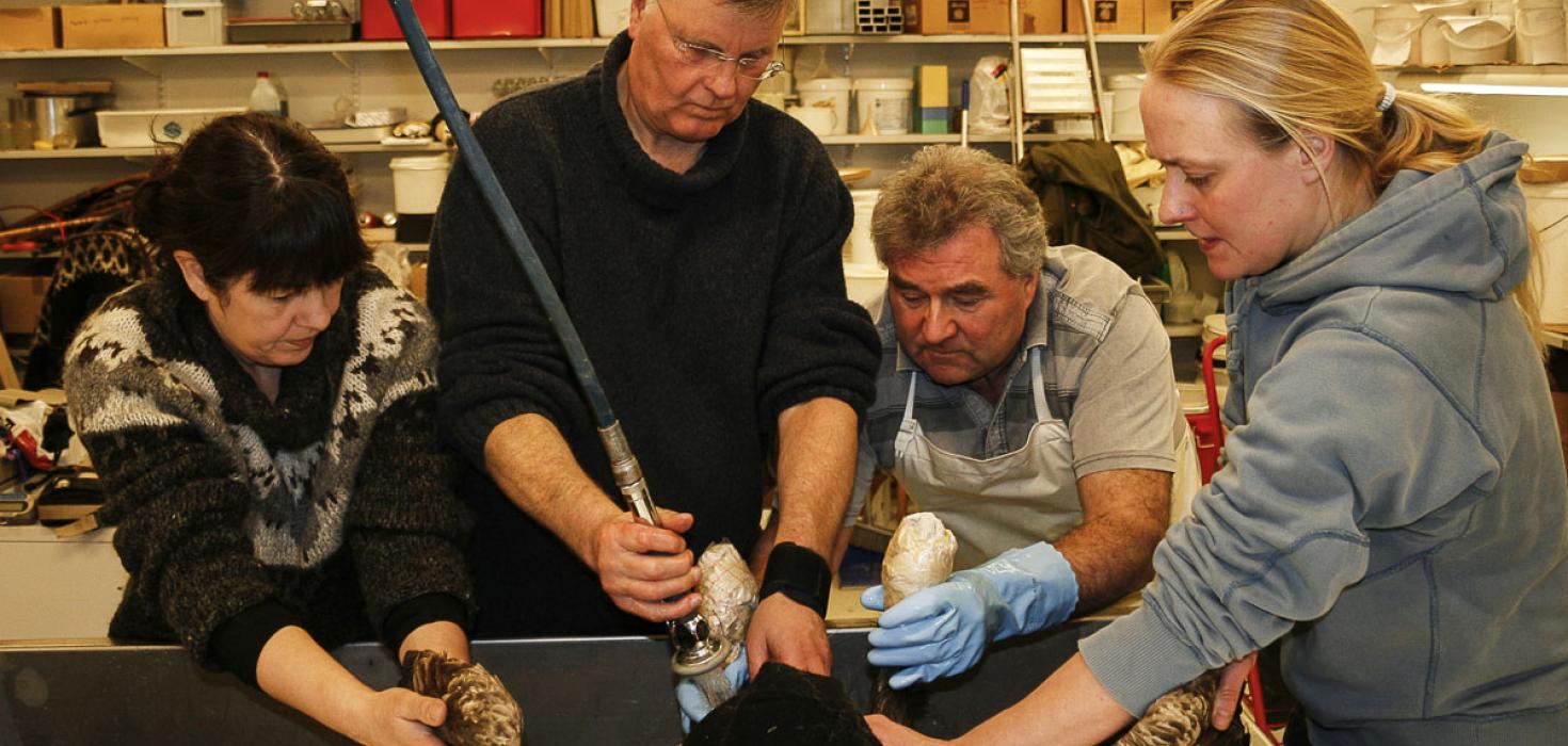 Elsti haförn landsins þveginn