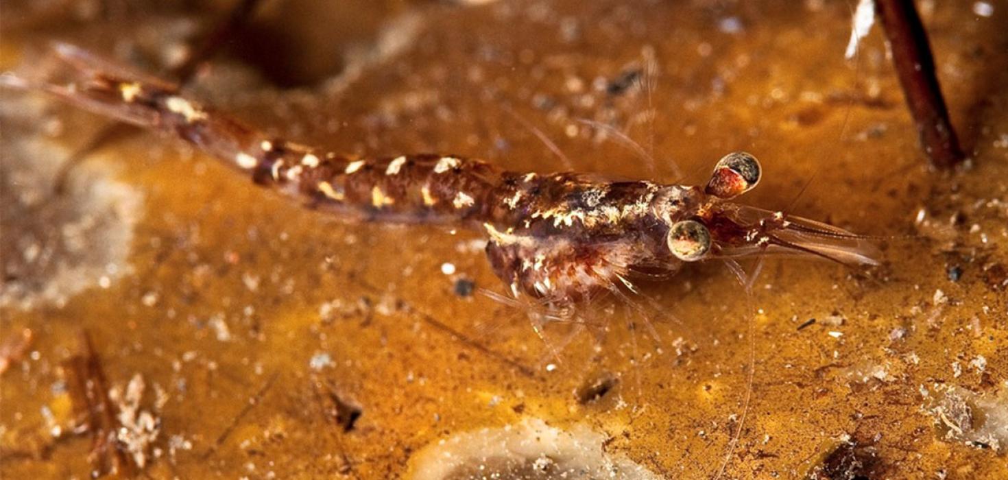 Ögn tillir sér á botninn í þarabelti