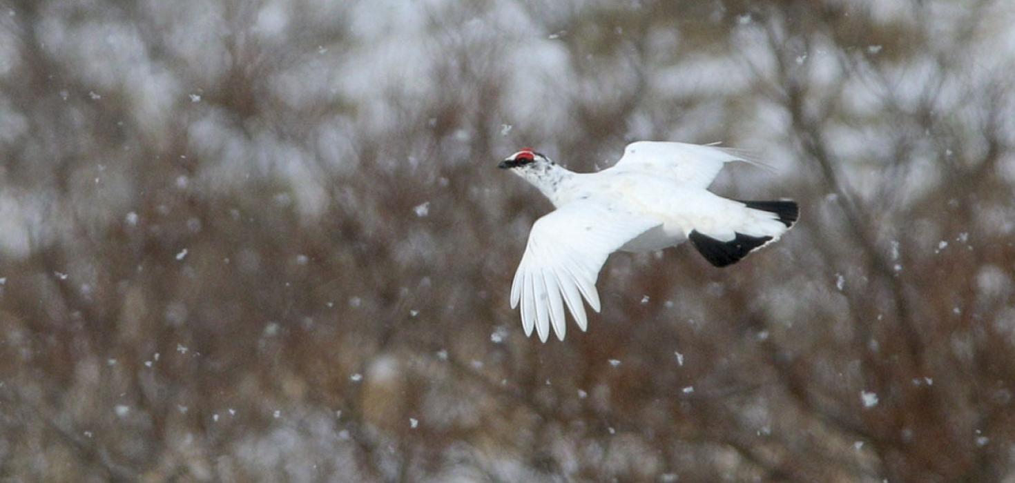 Fullorðinn óðalskarri á köldum maímorgni 2021