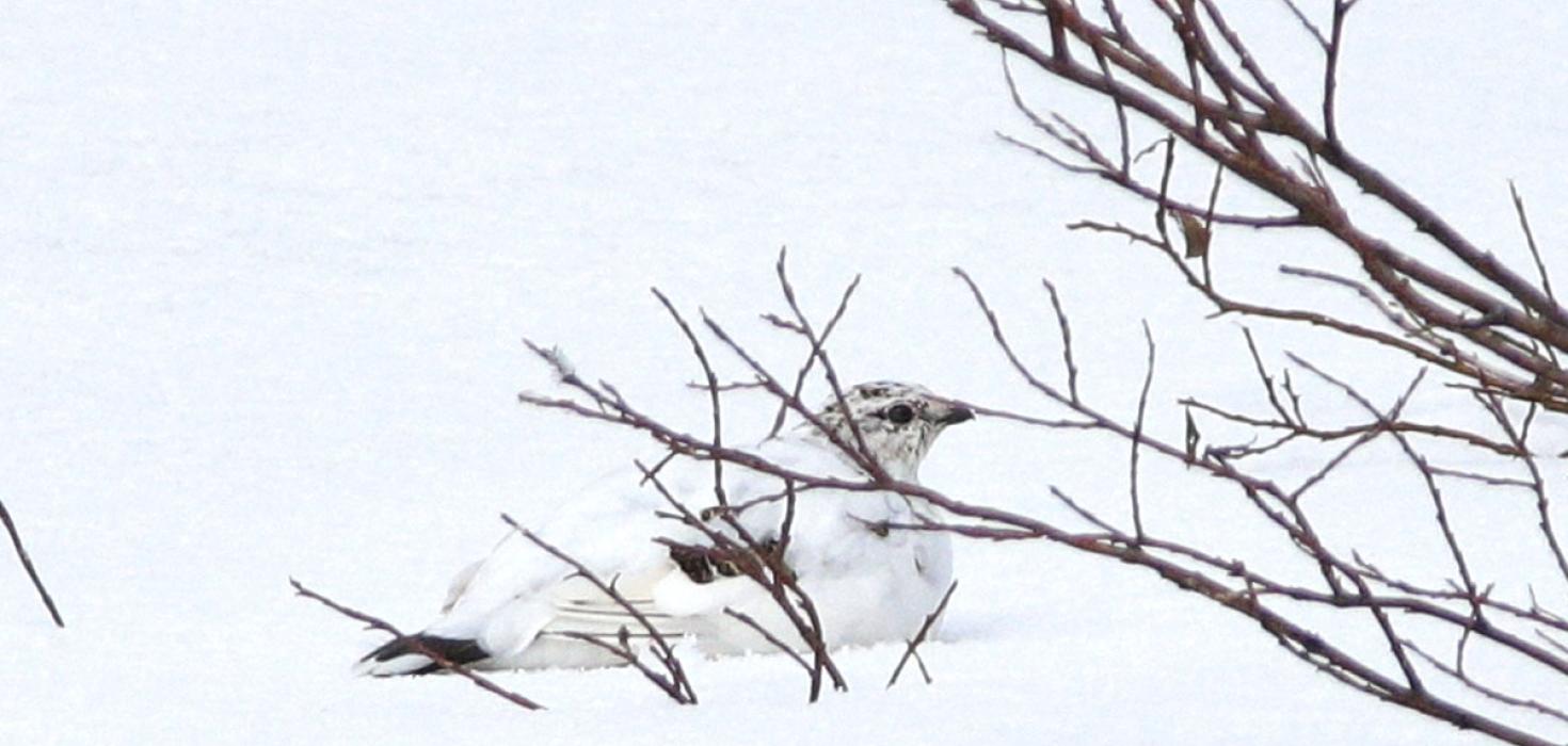 Rjúpa, fullorðinn kvenfugl, Tjörnes í maí 2021