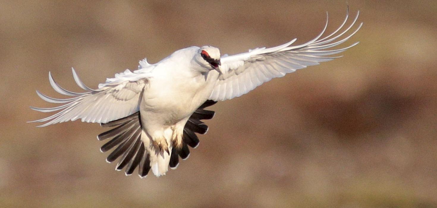 Ársgamall karri á óðali á Vatnsleysuströnd í apríl 2019