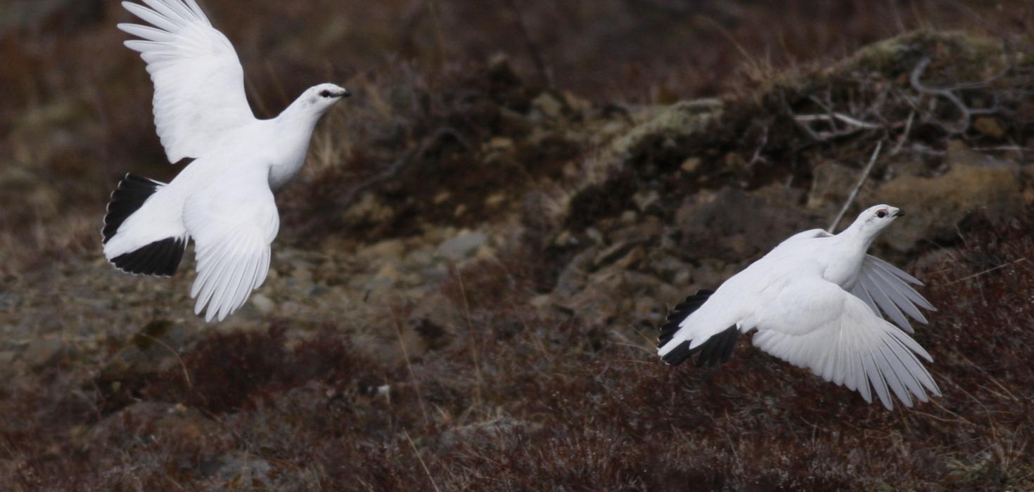 Rjúpur við Hafravatn ofan Reykjavíkur