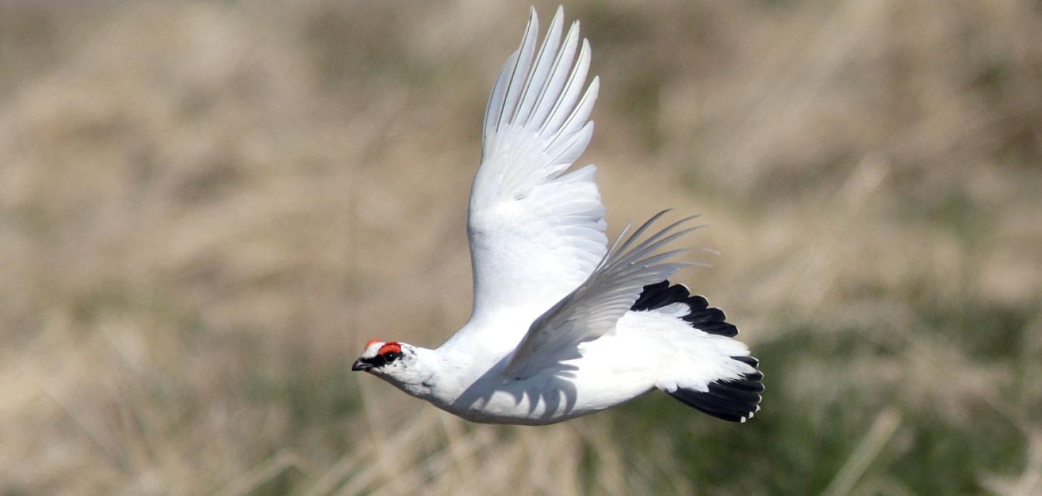 Rjúpa, ungur karri á Tjörnesi, 3. maí 2019