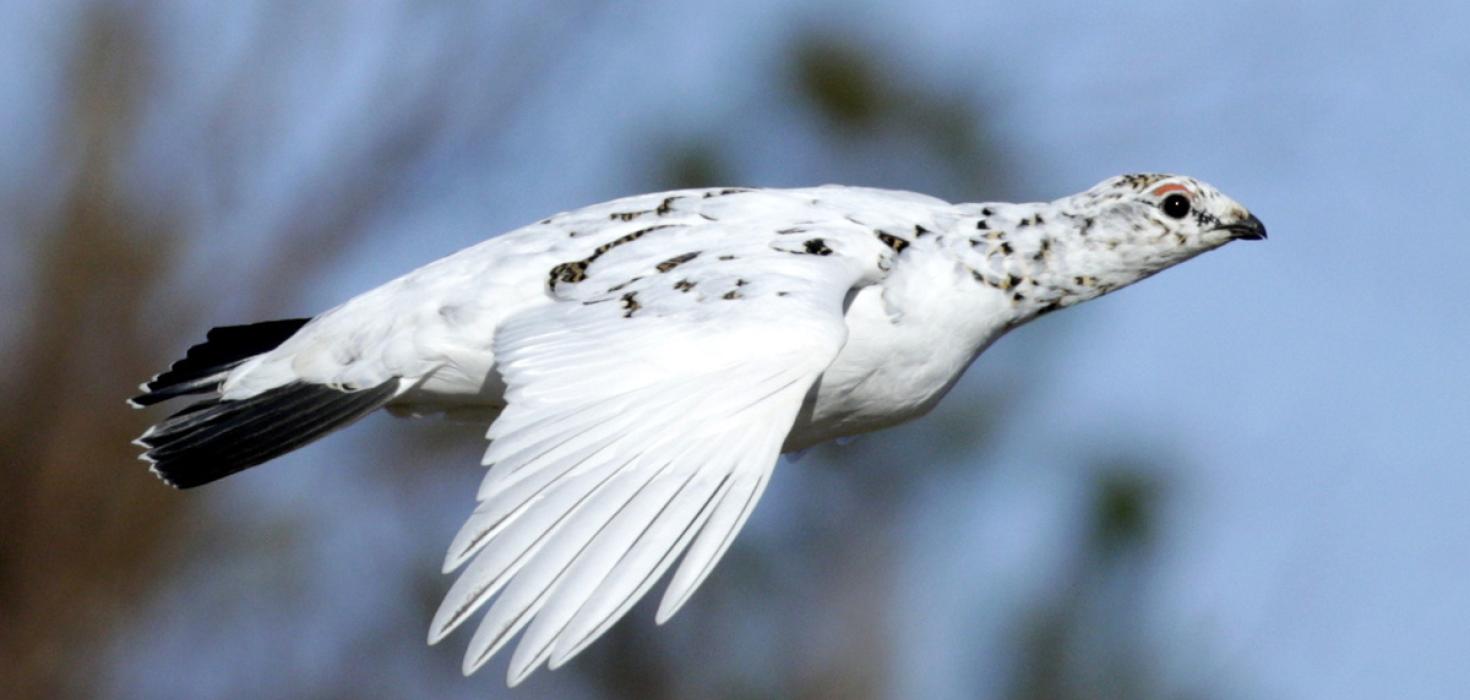 Rjúpa, fullorðinn kvenfugl, á Tjörnesi 2. maí 2015