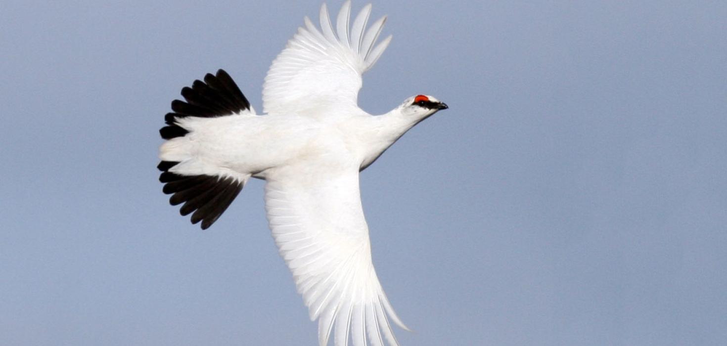 Ársgamall rjúpukarri á Garðskaga 2017