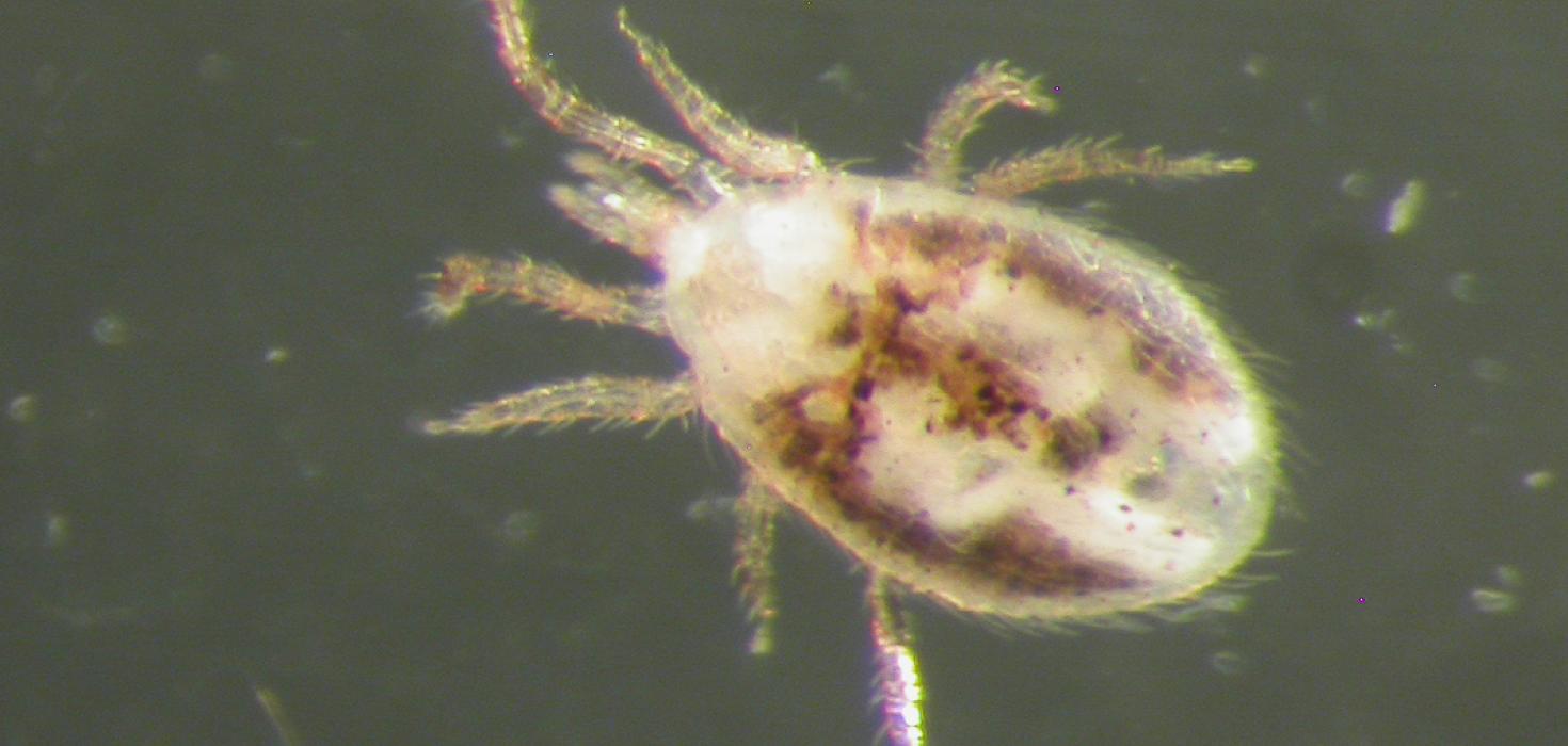 Rottumítill - Ornithonyssus bacoti