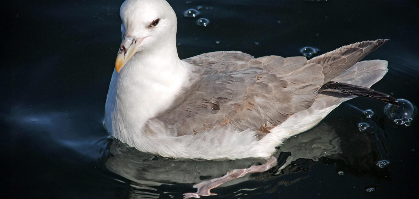 Fýll (Fulmarus glacialis)