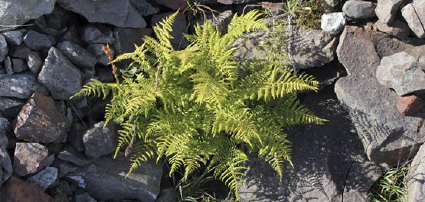 Þúsundblaðarós í Bræðraskeri í Breiðamerkurjökli