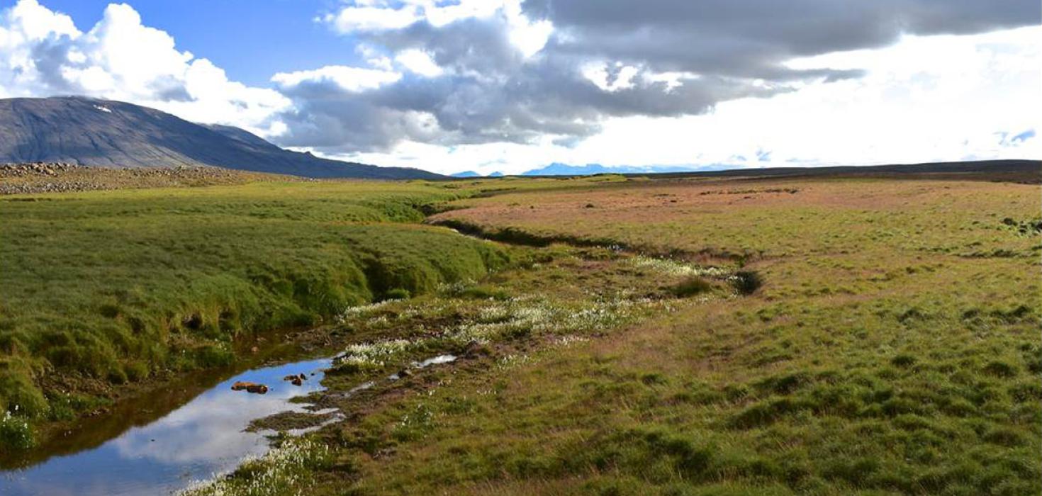 Sjálfgræðsla á beittu landi við Heygil á Hrunamannaafrétti 2016