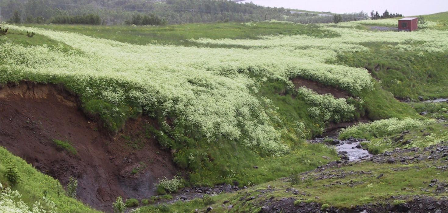 Skógarkerfill í gömlum túnum og graslendisbökkum á Mógilsá á Kjalarnesi.