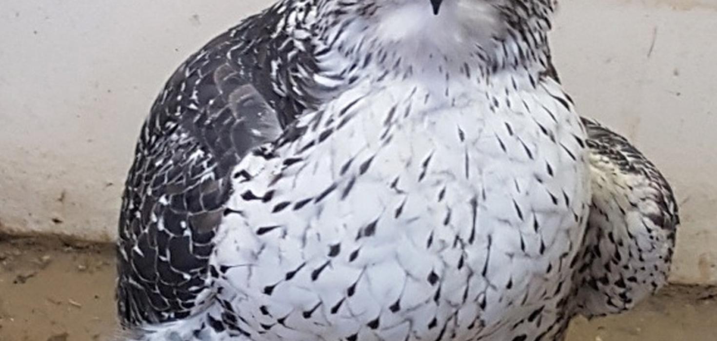 Særður fálki í haldi að Hnjúki í Vatnsdal 12. febrúar 2018