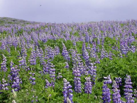 Alaskalúpína í blóma.