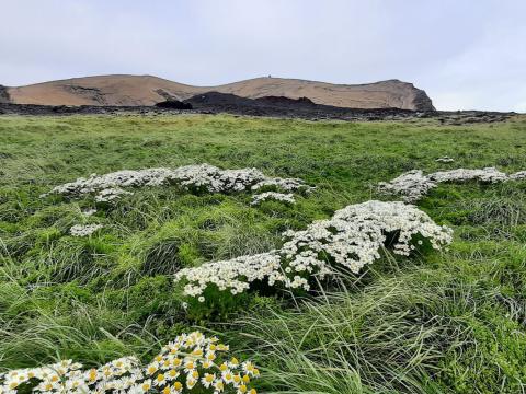 Gróðursamfélag í máfavarpinu í Surtsey 