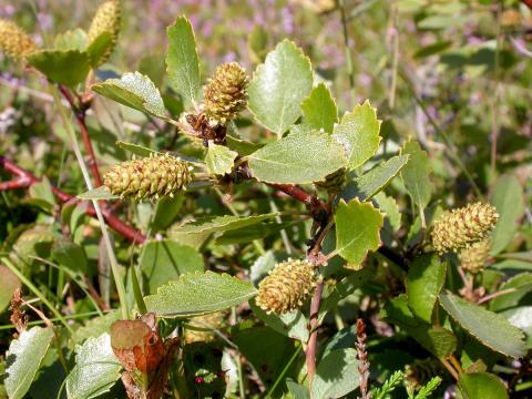 Birki (Betula pubescens)