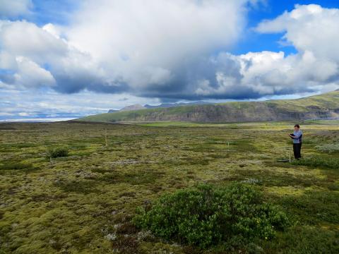 Gróðurmælingar í Skaftafelli sumarið 2018.