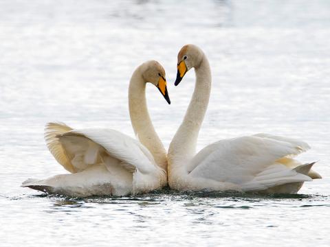 Álftir (Cygnus cygnus) á Elliðaárlóni í Reykjavík.