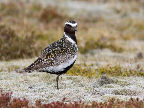 Heiðlóa (Pluvialis apricaria)