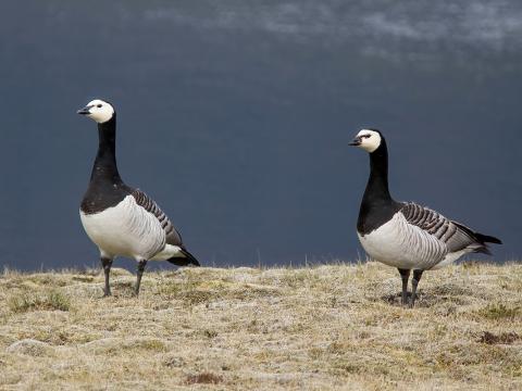 Helsingjar (Branta leucopsis)