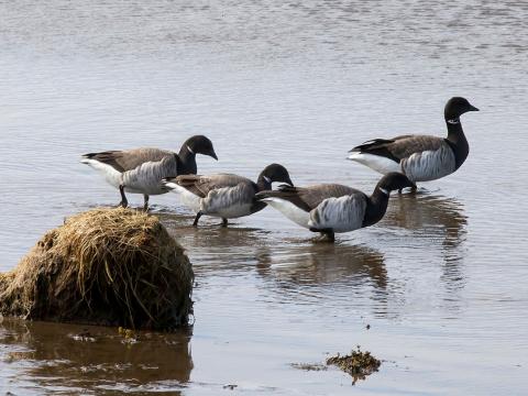 Margæs (Branta bernicla)