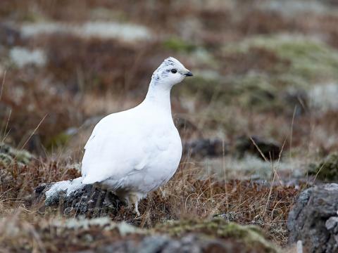 Rjúpukolla í Sandgerði