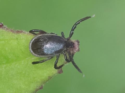 Skógarmítill (Ixodes ricinus) fannst í máfavarpinu í Surtsey en tegundin hefur ekki fundist í eynni síðan 1967