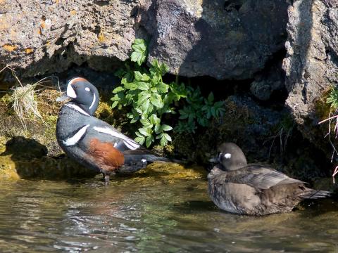 Straumönd (Histrionicus histrionicus)