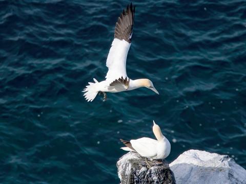 Súla (Morus bassanus)