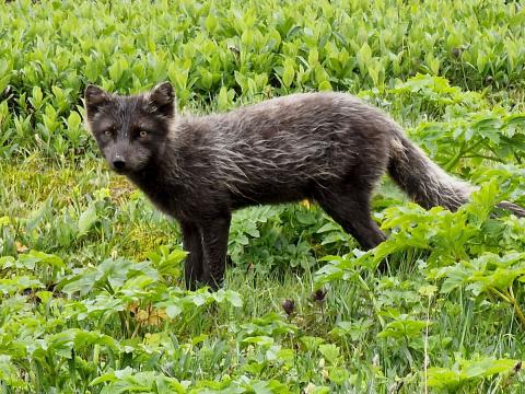 Mórauður refur, geldlæða við Höfn í Hornvík sumarið 2022