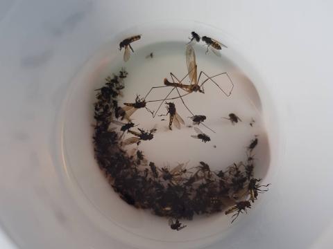 Folafluga (Tipula paludosa) í sýni sem safnað var í tjaldgildru í máfavarpinu í Surtsey