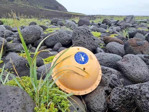 Mælingadufl frá Scripps Institution of Oceanography í Kaliforníu hafði rekið á land á Surtsey.