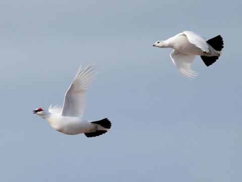Rjúpnapar, ungur karri og fullorðinn kvenfugl, Vatnsleysuströnd, 11. apríl 2022
