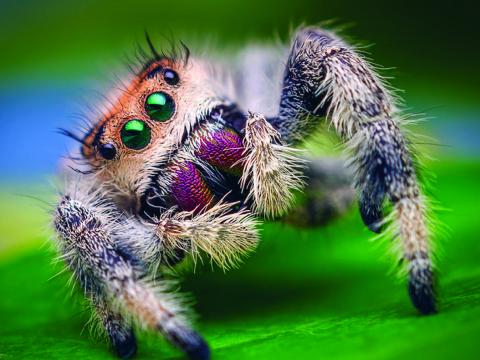 Falleg stökkkönguló