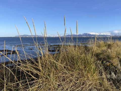 Sölnað melgresi í október 2022