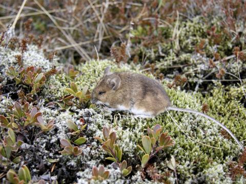 Hagamús (Apodemus sylvaticus) 