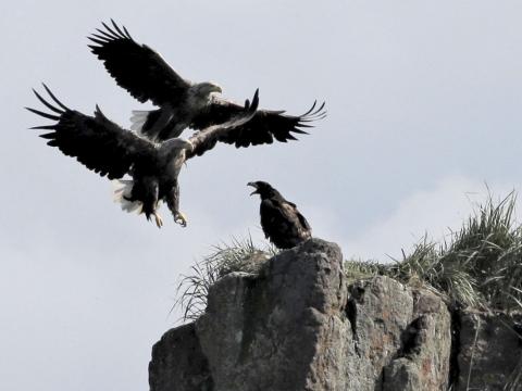 Stálpaður arnarungi fagnar foreldrum sínum