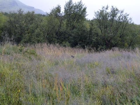 Snarrótarpuntur í Hvalfirði