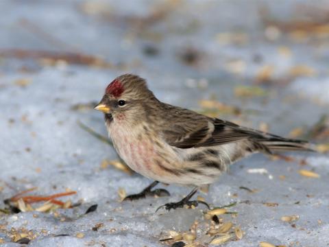 Auðnutittlingur við Skógræktarstöðina Þöll í Hafnarfirði