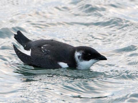 Haftyrðill (Alle alle)