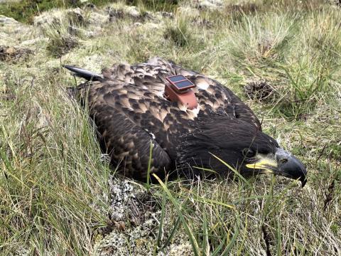 Nær fleygur arnarungi með gps-gsm leiðarrita sem er hafður nógu þykkur svo fiðrið hylji ekki sólarselluna.