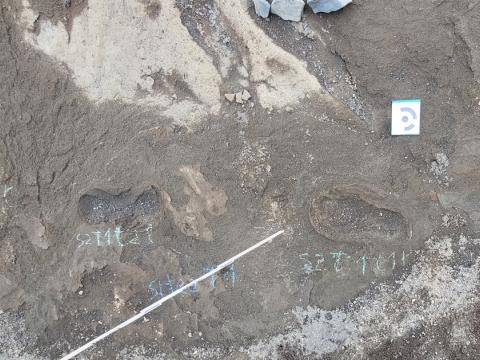 Fótspor sem varðveist hafa í gjósku í Austurbunka á Surtsey