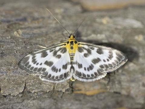 Forsíða ársskýrslu Náttúrufræðistofnunar Íslands 2022. Myndin sýnir skjólslæðu, Anania hortulata, erlendan slæðing sem fannst í Kópavogi.