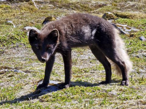 Mórauður geldsteggur með leifar af vetrarfeldi á skotti og síðum. Þessi ungi refur hélt til á heimaslóðum í Miðdal í Hornbjargi sumarið 2022. Hann var spakur og kippti sér ekki upp við nærveru ferðamanna.